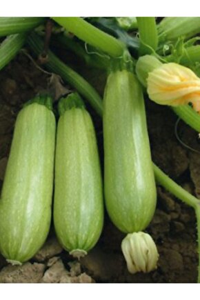 Doğal Sakız Tipi Dolmalık Kabak Sebze Tohumu 20 Ad. Yerli Tohum