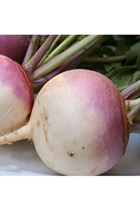 Şalgam Turp Tohumu 50 Adet Doğal Tohum