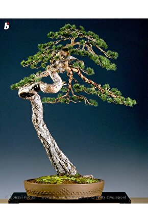 5 Adet  - Sarıçam  Ağacı Tohumu Bonsai Ağacı Tohumu