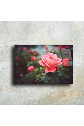 Cam Tablo Gül Çiçeği Duvar Sanatı