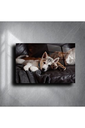 Gri Koltukta Uyuyan Sevimli Husky Yavrusu