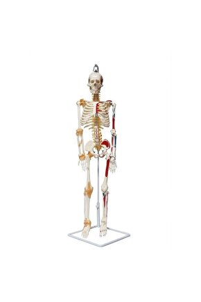Tam İskelet Maketi 85 cm Model 9