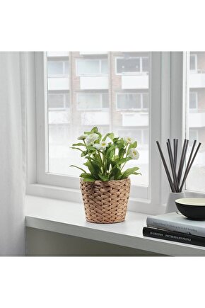 FRIDFULL Rattan Saksı, Su Sümbülü, 12 cm