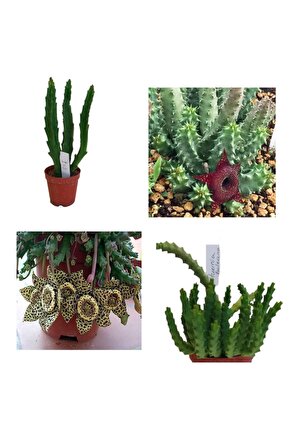 Leş Kaktüsü Hüernia Sc Hneideriana +stapelia-variegata Hüernia Boleana Huernia Boleona