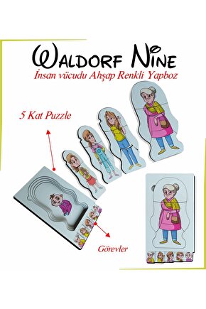 Waldorf Nine İnsan Vücudu Renkli Ahşap Yapboz Yaşam Döngüsü