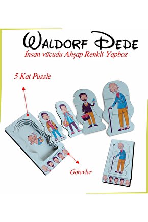 Waldorf Dede İnsan Vücudu Ahşap Renkli Yapboz Yaşam Döngüsü
