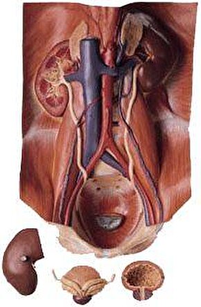 LKLS 3 Üriner Organ Modeli