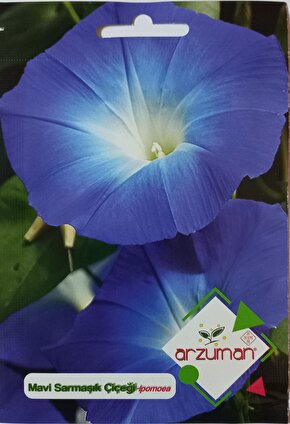 Mavi Sarmaşık Çiçeği Tohumu