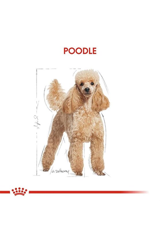 Poodle Yetişkin Köpek Pouch 85 gr X 12 Adet