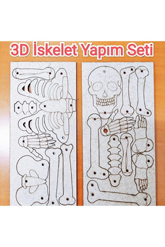 Iskelet Sistemi Yapım Seti Ahşap Boyanabilir Montessori Eğitim Ürünü Fen Bilimleri Deneyleri