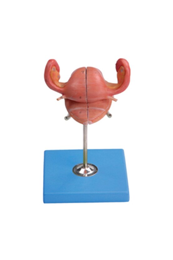 Uterus Maketi - Uterus Modeli