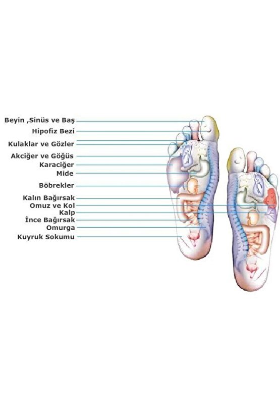 Bio Concept Tabanlık Baylar İçin 40-45 Numara Ayak