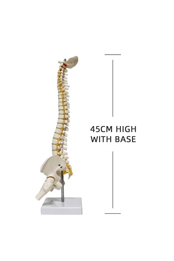 Omurga Maketi 45 Cm Model 13