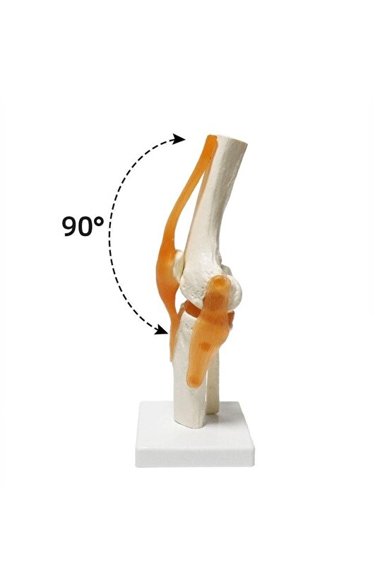 Omurga Diz Maketi Model 27