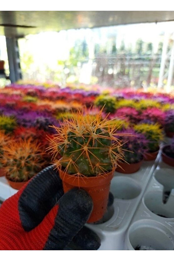 Echinopsis Kaktüs Turuncu Renkli Kaktüs