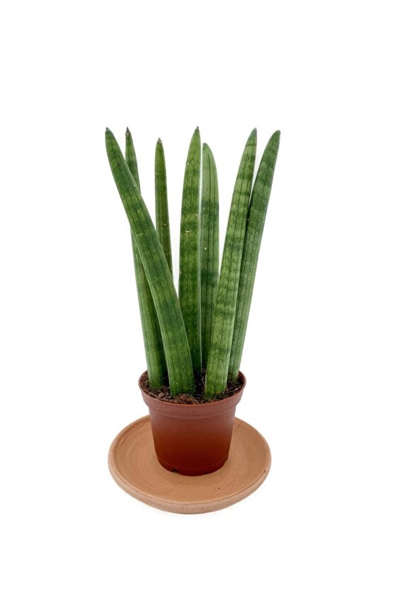 Sansevieria Cylindrica (paşa Kılıcı)