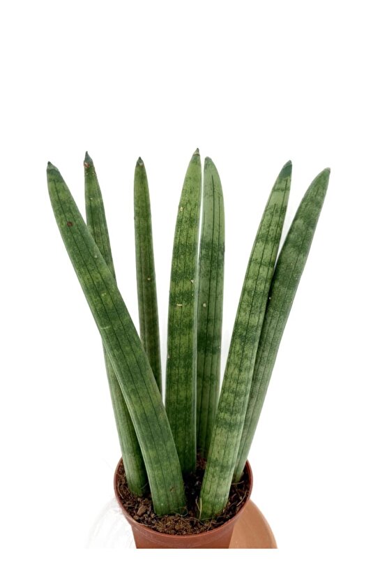 Sansevieria Cylindrica (paşa Kılıcı)