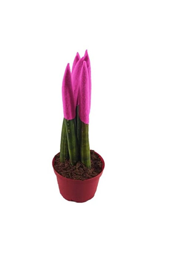 Sanseveria Paşa Kılıcı Pembe