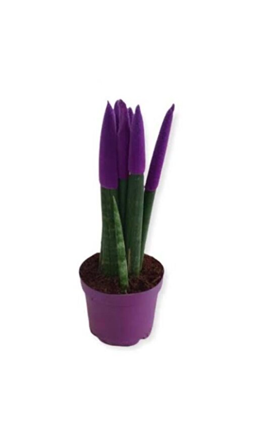 Sanseveria Paşa Kılıcı Mor