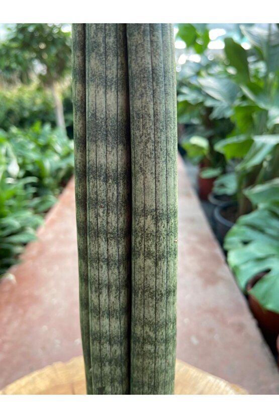 Sansevieria Cylindrica Paşa Kılıcı 38-42 Cm