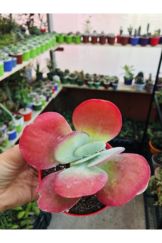 Kalanchoe Ciğer