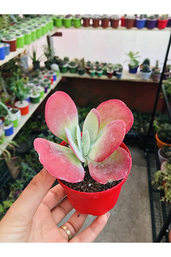 Kalanchoe Ciğer