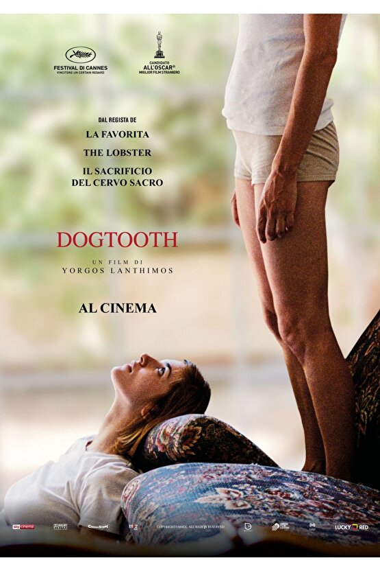 Dogtooth (2009) 1 ( FOLYO ) - AFİŞ - POSTER-2535