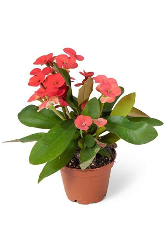 Euphorbia Milii Dikenler Tacı Çiçekli Kaktüs