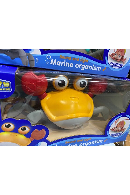 Yengeç Sensörlü Bebek Aktivite Oyuncağı ( şarjlı )
