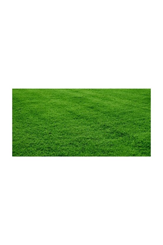 Çim Tohumu 1 Kg