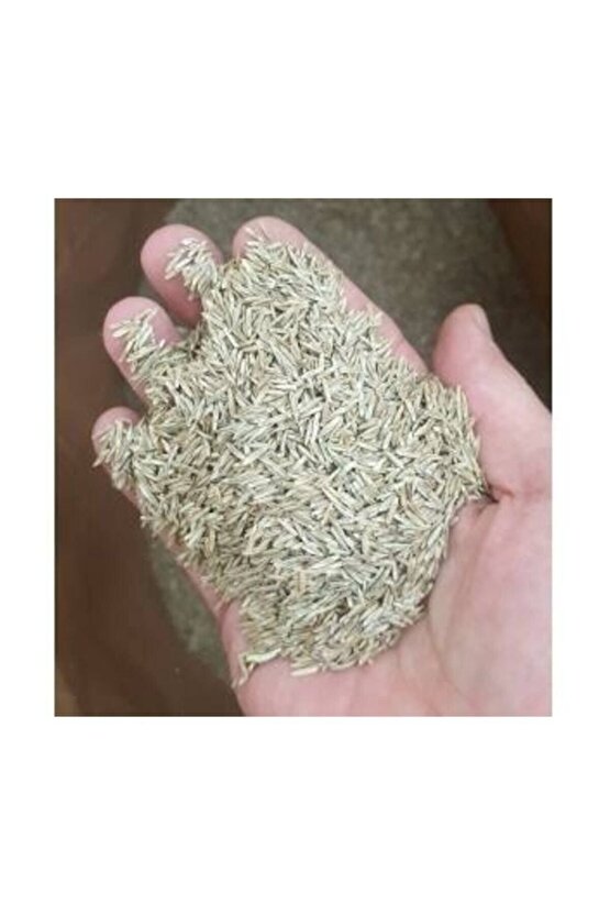 Çim Tohumu 1 Kg