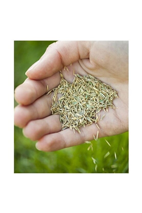 Çim Tohumu 1 Kg