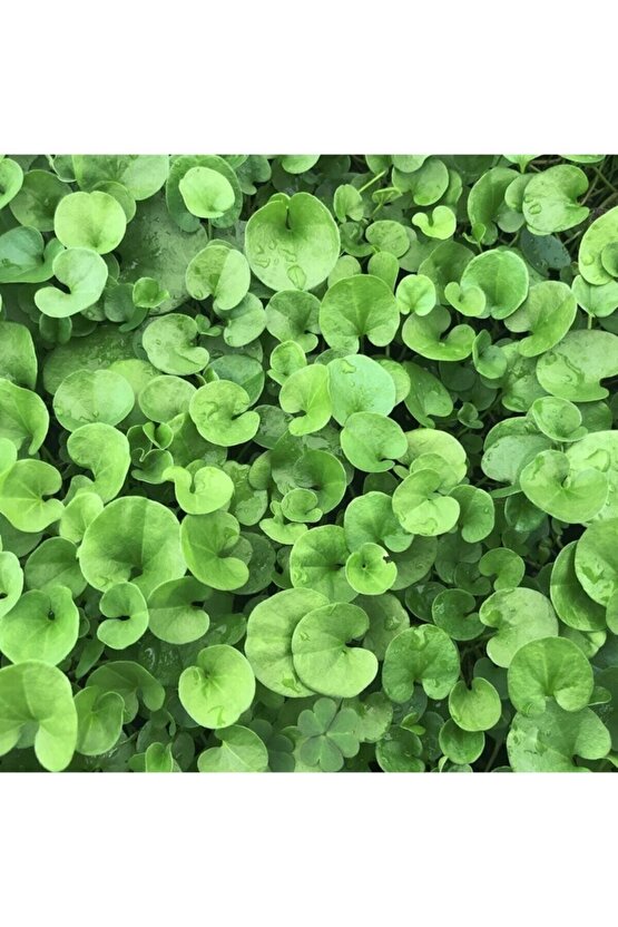 Fare Kulağı Tohumu 100gr Fare Kulağı Çim Tohumu Kundura Çimi Gölge Çimi Dichondra Repens