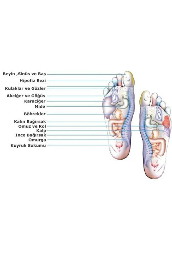 Bio Concept Tabanlık Bayanlar İçin 35-39 Numara Ayak