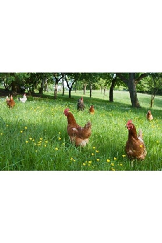 Tavuk Yoncası - Ak Üçgül Tohumu 250 Gr