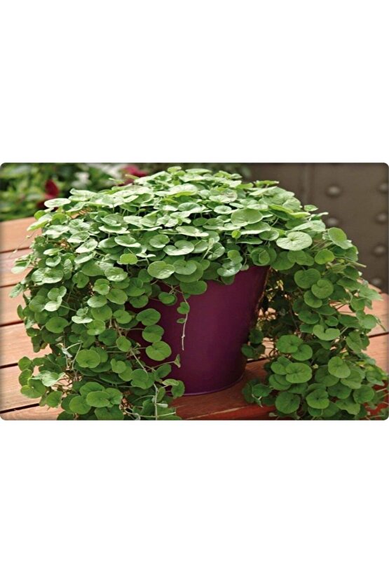 Fare Kulağı Tohumu-( 250 gr )-dichondra Repens