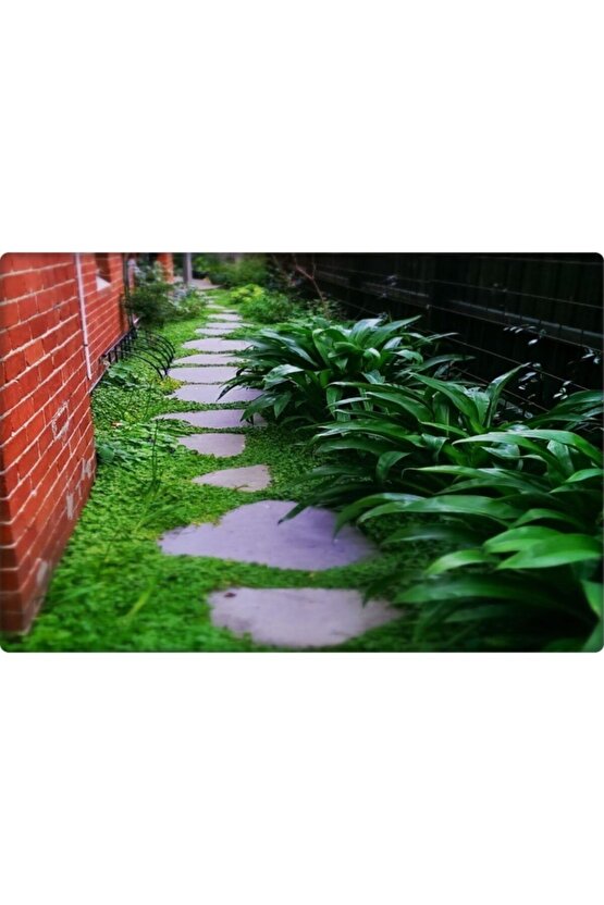 Fare Kulağı Tohumu-( 250 gr )-dichondra Repens