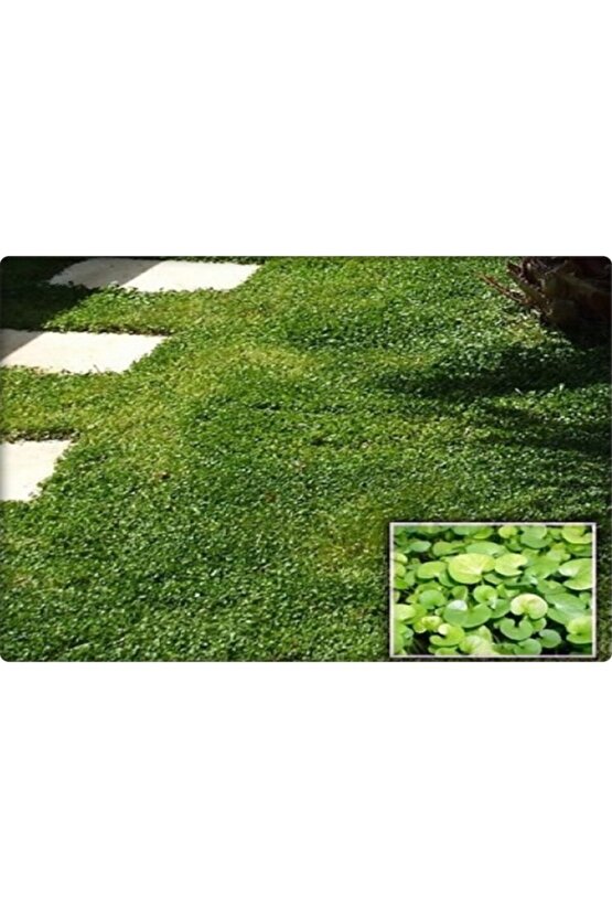 Fare Kulağı Tohumu-( 250 gr )-dichondra Repens