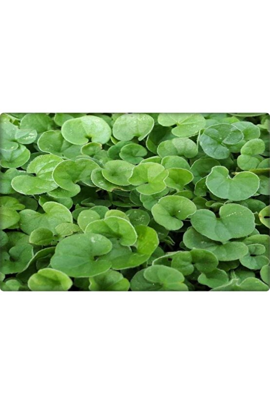 Fare Kulağı Tohumu-( 250 gr )-dichondra Repens