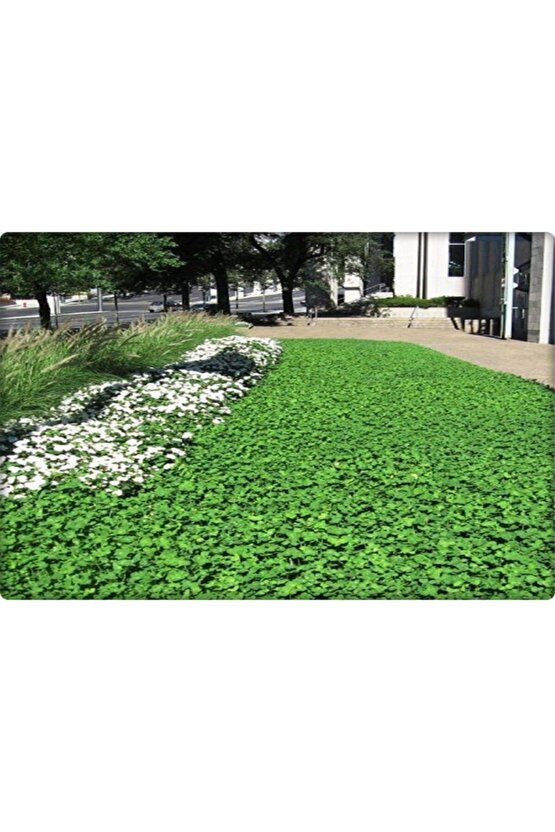 Fare Kulağı Tohumu-( 250 gr )-dichondra Repens