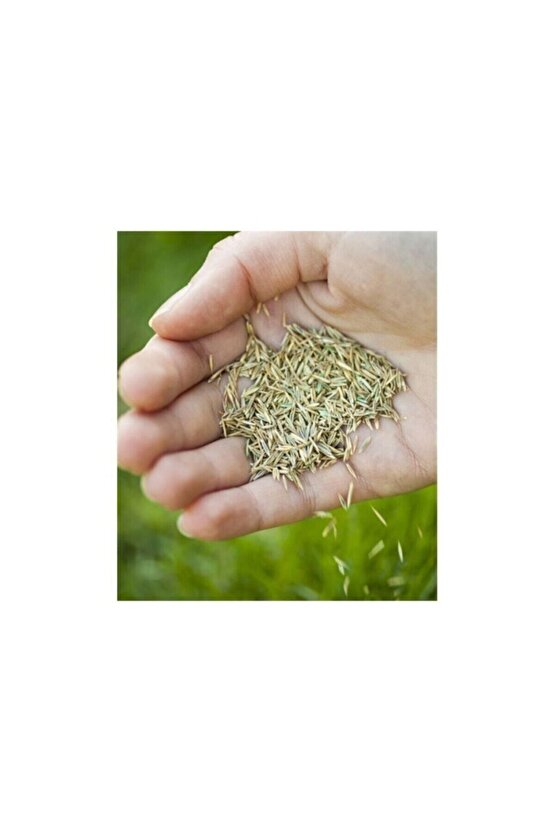 Sonsuz Aksesuar Grass Mixture 4 Çeşit Çim Tohumu 1kg