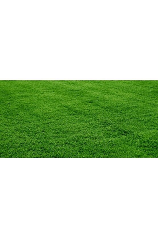Sonsuz Aksesuar Grass Mixture 4 Çeşit Çim Tohumu 1kg