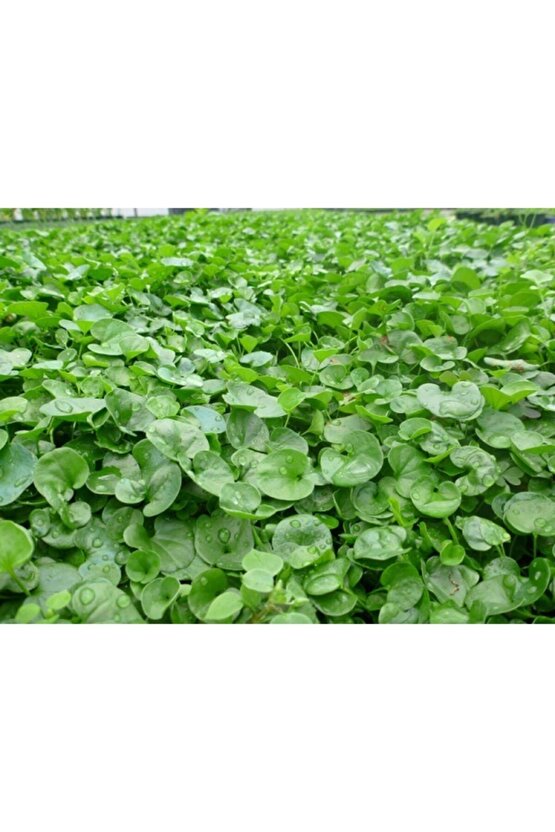 Dichondra Repens Fare Kulağı Çim Tohumu 500 gr