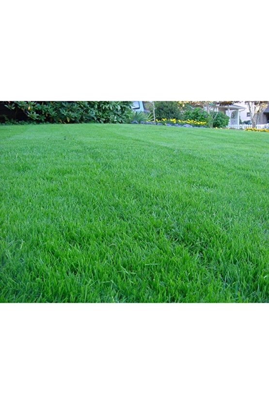 Ingiliz Çimi 250 Gr Ingiliz Çim Tohumu Lolium Perenne Ithal Çim Tohumu