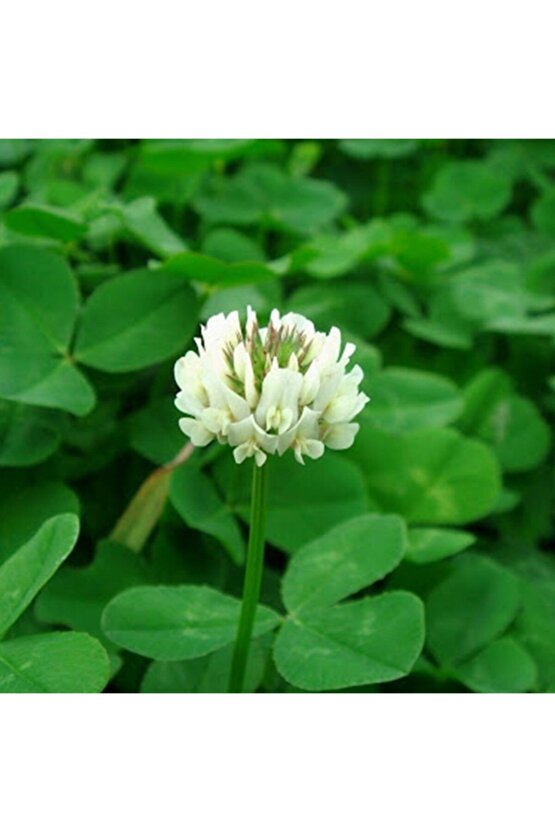 Ak Üçgül Tohumu 100 Gram Süs Yoncası Üç Yapraklı Yonca Tohumu Trifolium Repens Bodur Yonca Tohumu
