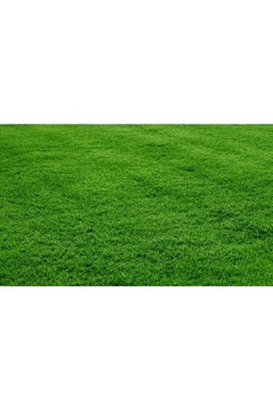 Bermuda Çim Grass Tohumu (kurak Ve Susuz Alanlara Özel) 100 Gr