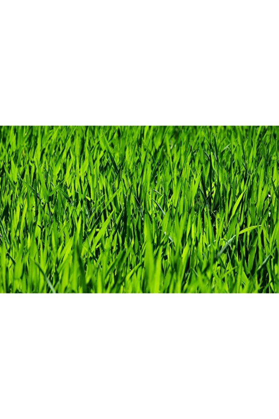 Bitki Coşturan Yeşil Bitkiler Ve Çim Gübresi 25 Kg Tartılıp Başka Ambalajda Gönderilecektir