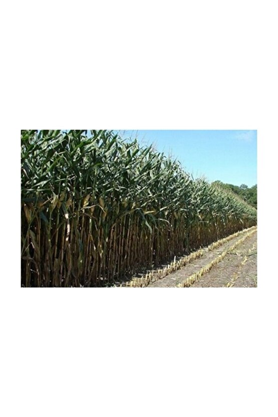 Sorgum Sudan Otu Tohumu Sorgum Sudan Otu Melezi Yem Bitkisi Tohumu 1 Kg