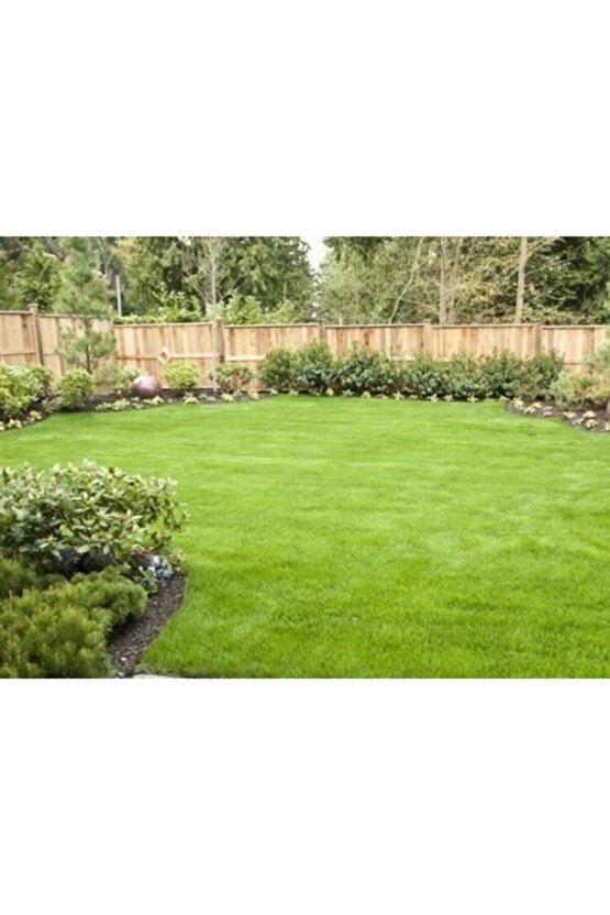 Bermuda Çim Tohumu 1 Kg Bermuda Grass Uganda Çimi Ayrık Tohumu Köpek Dişi Ayrığı Tohumu