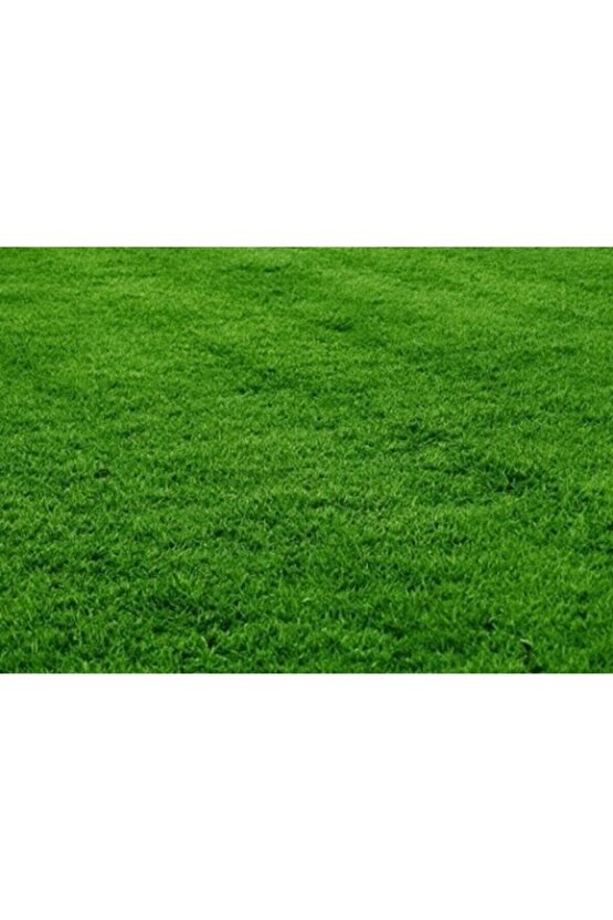 Bermuda Çim Tohumu 1 Kg Bermuda Grass Uganda Çimi Ayrık Tohumu Köpek Dişi Ayrığı Tohumu